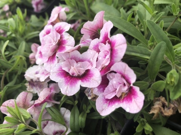 PinkTastic