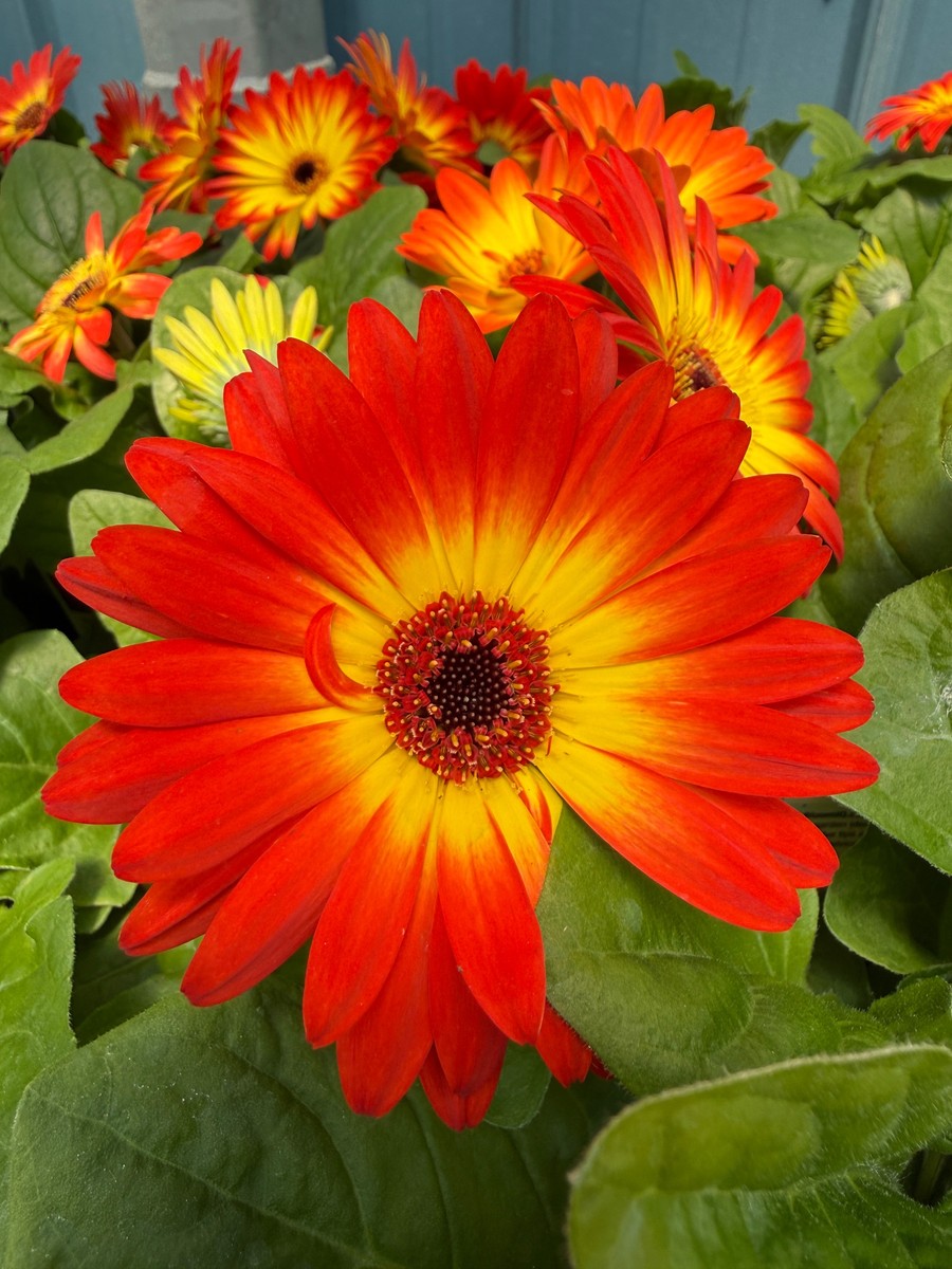 Bicolor Orange Yellow