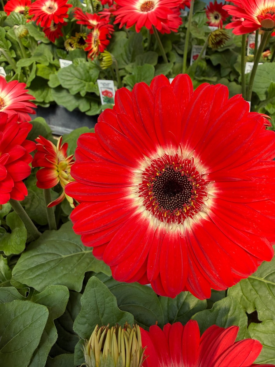 Bicolor Red White