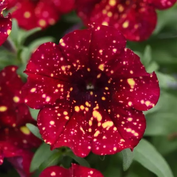 Why Frost Damages Plants (The Science Explained Simply)